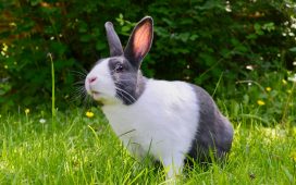 Wat kun je leren over het gedrag van konijnen