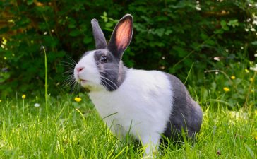 Wat kun je leren over het gedrag van konijnen